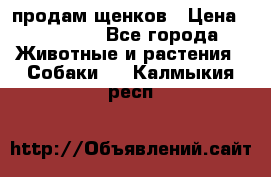 продам щенков › Цена ­ 15 000 - Все города Животные и растения » Собаки   . Калмыкия респ.